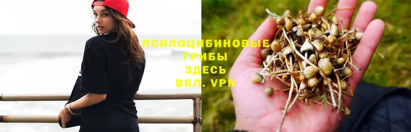 Галлюциногенные грибы Psilocybine cubensis  ОМГ ОМГ как войти  Разумное 